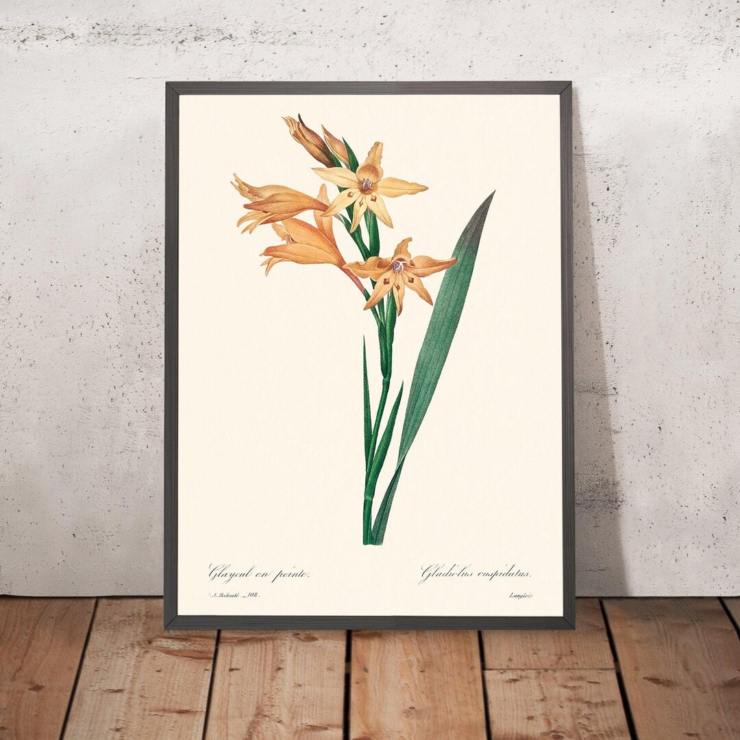 gladiolus-botanical-illustration-by-pierre-joseph-redout-1827-etsy