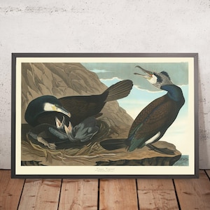 Common Cormorant from &#39;Birds of America&#39; by John James Audubon, 1827