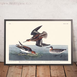 May include: Framed vintage print featuring three shorebirds in a naturalistic setting. The birds are depicted in shades of brown, black, and white, with one in mid-flight. The print includes scientific names and a plate number.