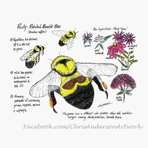 Puede incluir: Una ilustración dibujada a mano de un abejorro de patas oxidadas (Bombus affinis) con texto que describe sus características e importancia como polinizador. La abeja se representa con detalle, con sus rayas amarillas y negras y su cuerpo peludo. La ilustración también incluye una variedad de flores que son fuentes de alimento importantes para las abejas, como la vara de oro, la cabeza de tortuga blanca y la hierba de Joe-Pye.