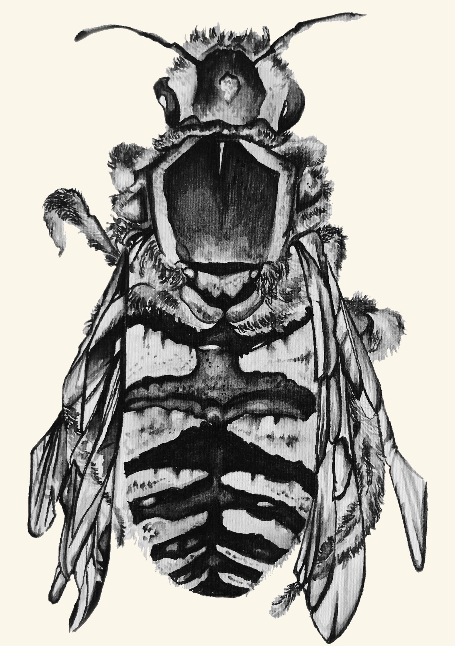 A6A5 Collection of Creepy Crawly Art Prints Insect Etsy