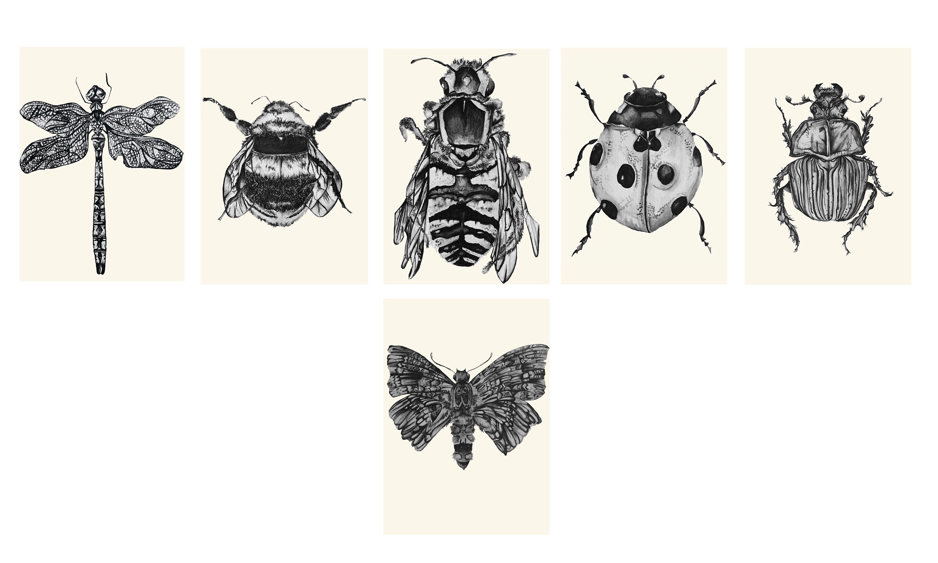 A6A5 Collection of Creepy Crawly Art Prints Insect Etsy