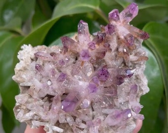 Puede incluir: Un grupo de cristales de amatista, que muestra una gama de tonos púrpuras, desde el violeta oscuro hasta el lavanda claro. Los cristales están adheridos a una matriz rugosa y gris, creando una apariencia natural y en bruto. Los cristales se sostienen en una mano, con follaje verde en el fondo.