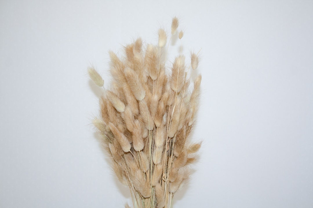 Dried Bunny Tail | Bunny Tails | Dried | Perserved - Etsy