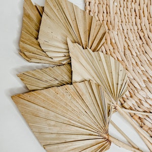 Dried Palm Spears- Natural Finish- Medium Sized | Natural | Dried | Preserved | Preserved Palms | Palm Spears | Palms