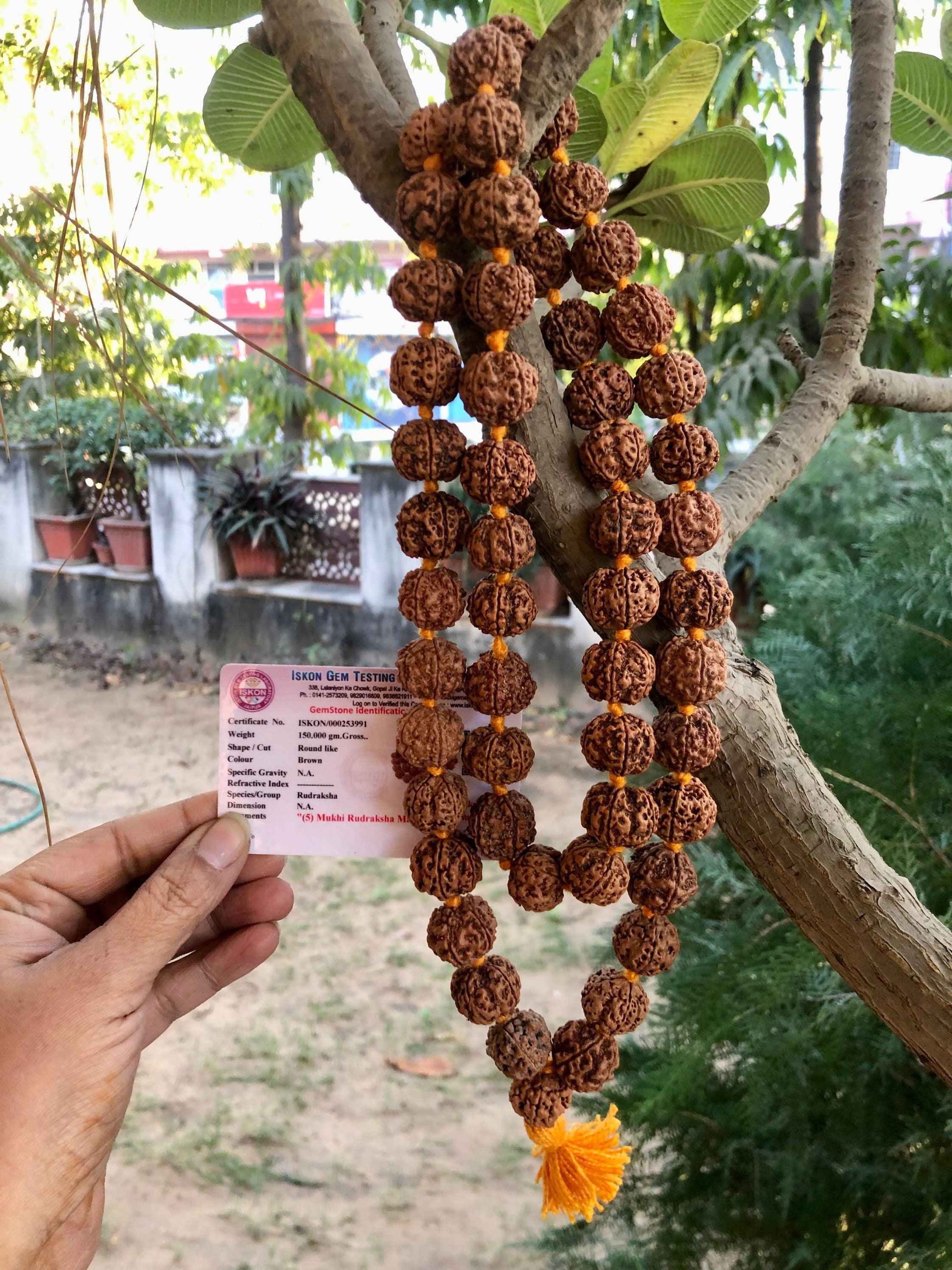 Picture of Rudraksha