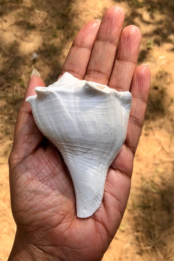 Dakshinavarti Natural Laxmi Shankh, Right Handed Conch Shell (3.75