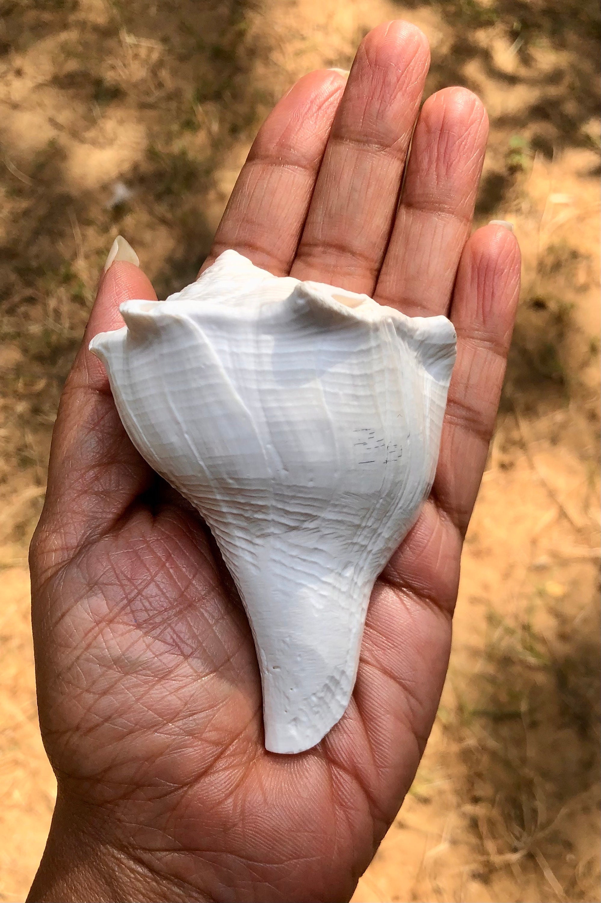 Dakshinavarti Natural Laxmi Shankh, Right Handed Conch Shell (3.75