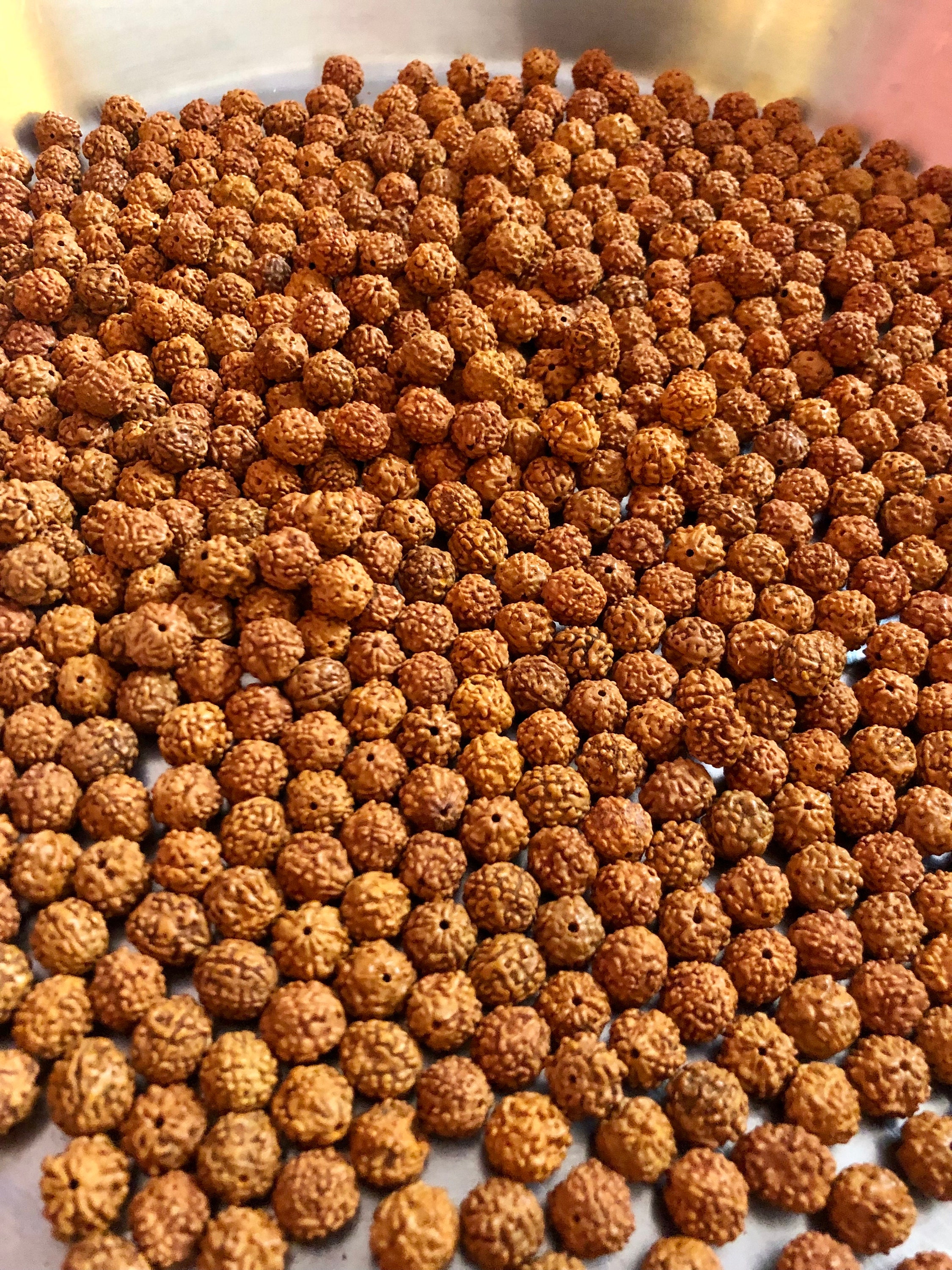1100 pc Loose Rudraksha Seeds Beads Nepal Origin, Natural 5 Mukhi 8 mm, Lord Shivas Tears for Jaap Mala Yoga Prayer Healing Meditation