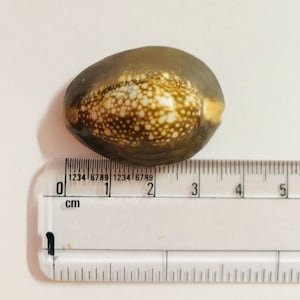 Puede incluir: Una pequeña concha marrón y blanca con un patrón de manchas. La concha mide aproximadamente 1,5 cm de largo y está sobre una superficie blanca junto a una regla.