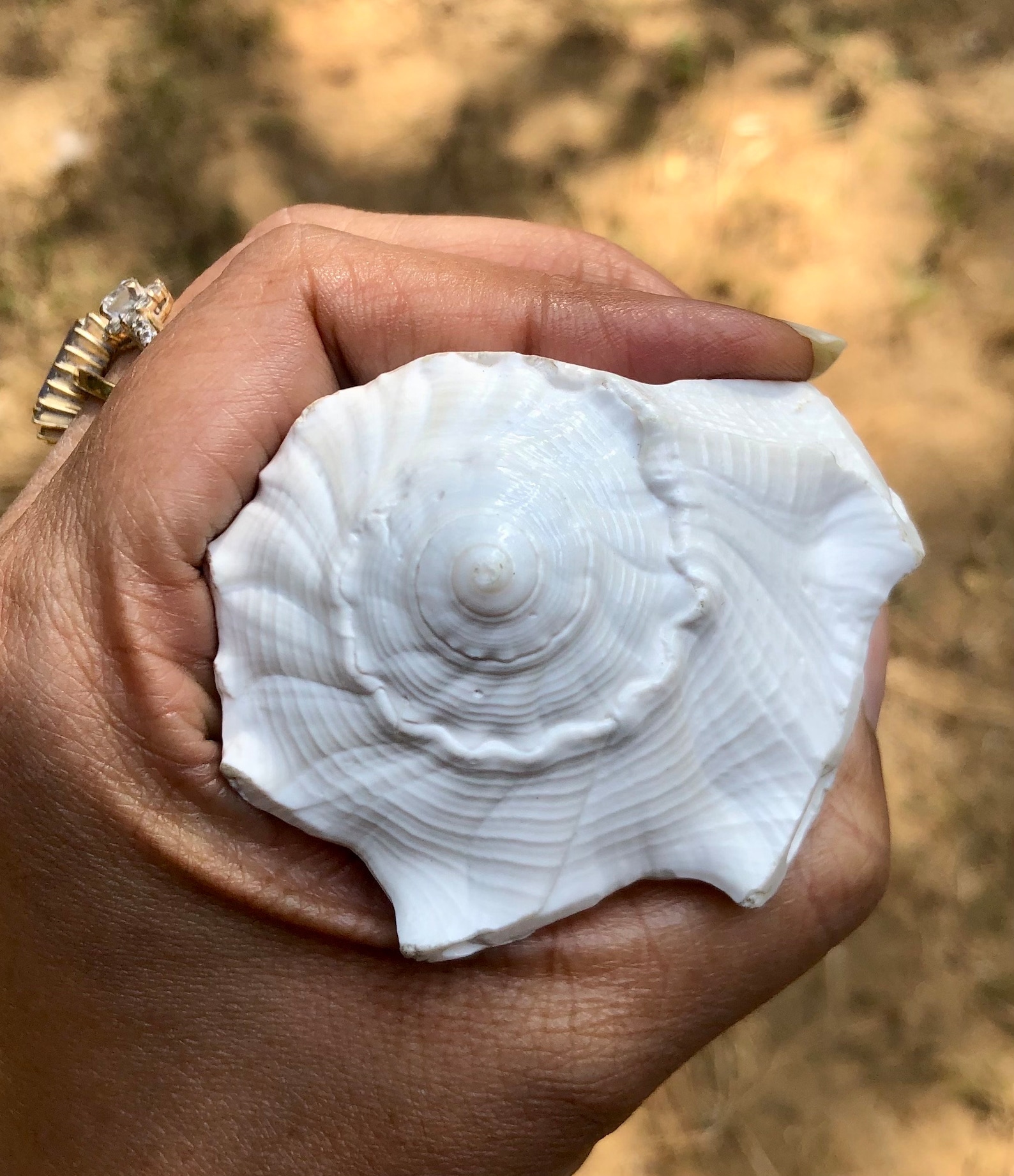 Shell Laxmi Dakshinavarti Natural Laxmi Shankh, Right Handed Conch Shell (3.75 Inch ...