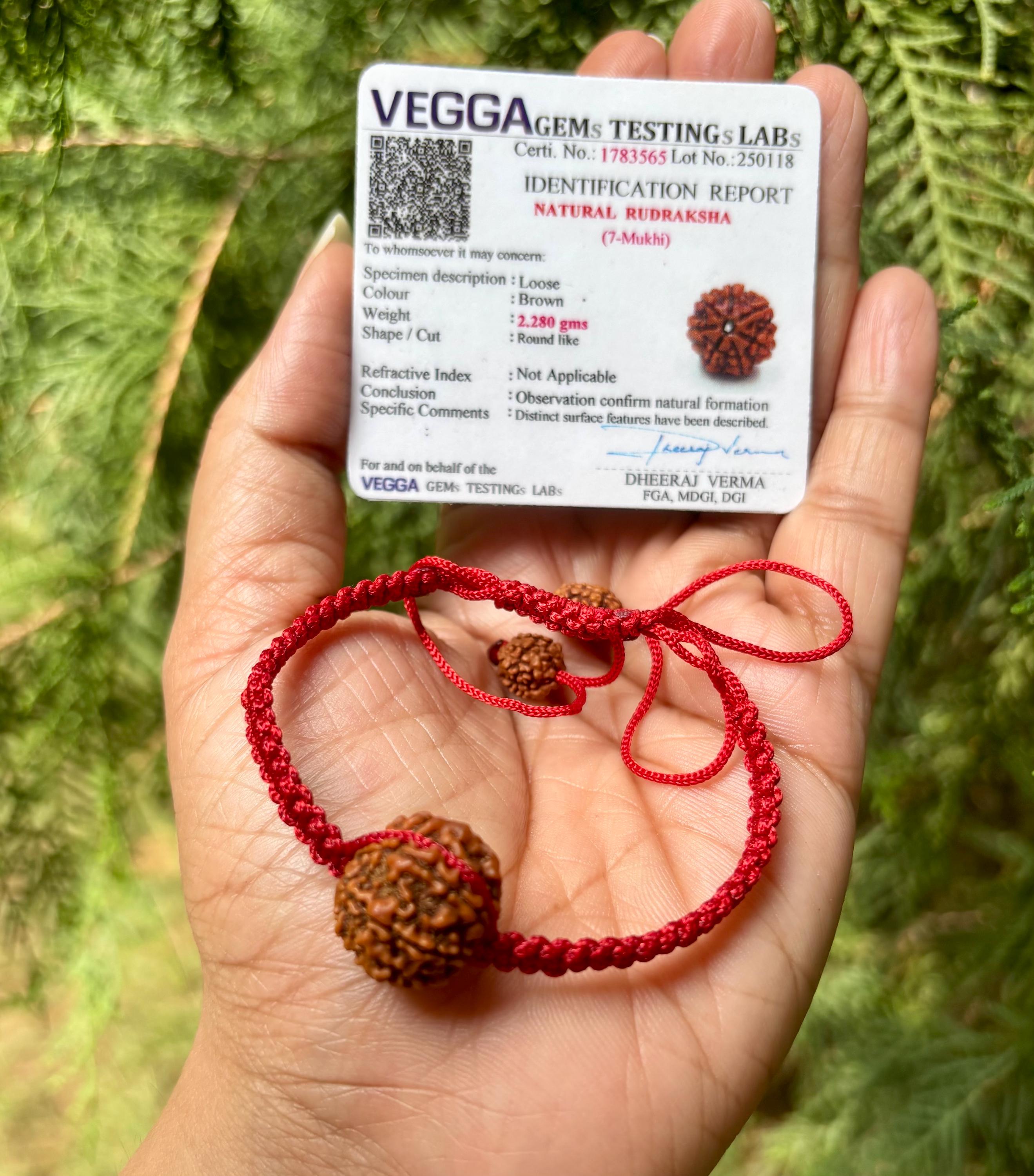 LAB CERTIFIÉ 7 Mukhi RUDRAKSHA Saatmukhi Rudraksh 7 Face