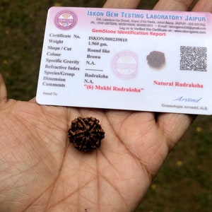 LAB CERTIFIED 6 Mukhi RUDRAKSHA Chahmukhi Rudraksh 6 Face Faced Rudraksham 1 Piece Yoga Prayer Healing Meditation Protection Free Ship