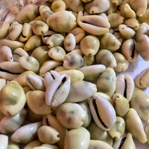 1-108 PC Yellow LAKSHMI KAURI Natural Cowrie Cowry Peeli Kodi Kaudi Gavvalu Kauri for Puja of Goddess Laxmi Free Ship