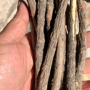 10 Stück - 100 Stück Neem Sticks Azadirachta Indica Sticks DATUN für Zähne und Zahnfleisch, Bio selbst angebauter Neembaum KOSTENLOSER VERSAND