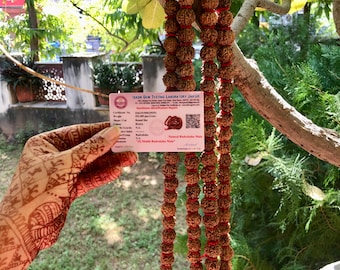 Könnte beinhalten: Nahaufnahme einer braunen Rudraksha Mala, einer Art Perlenkette, die an einem Baumzweig hängt. Eine Hand hält ein rosa Zertifikat mit dem Text "ISKCON GEM TESTING LABORATORY JAIPUR" und einem QR-Code. Das Zertifikat ist für einen "Rudraksha Identification Report".