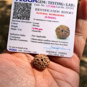 RUDRAKSHA CERTIFICADO POR LABORATORIO, 8 Mukhi, 8 Rudraksham de ocho caras, 1 pieza, meditación de sanación y oración de yoga, tamaño pequeño, envío gratis