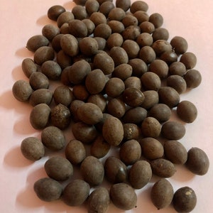 5 Pc- 11 Pc - 108 Pc - 1500 Pc Kamal Gutta Gatta Lotus Seeds NELUMBO NUCIFERA for Goddess Laxmi Daily Offering Puja Free Ship