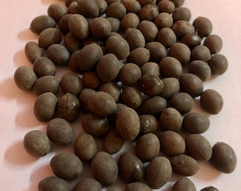 5 Pc- 11 Pc - 108 Pc - 1500 Pc Kamal Gutta Gatta Lotus Seeds NELUMBO NUCIFERA for Goddess Laxmi Daily Offering Puja Free Ship