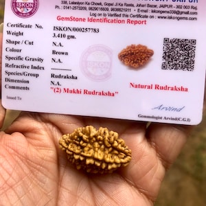 LAB CERTIFIED 2 Mukhi RUDRAKSHA Domukhi Rudraksh 1 Piece, 2 Face, Iskon Gem Testing Laboratory, Yoga Prayer Healing Meditation Free Ship