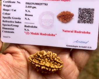 LAB CERTIFIED 2 Mukhi RUDRAKSHA Domukhi Rudraksh 1 Piece, 2 Face, Iskon Gem Testing Laboratory, Yoga Prayer Healing Meditation Free Ship