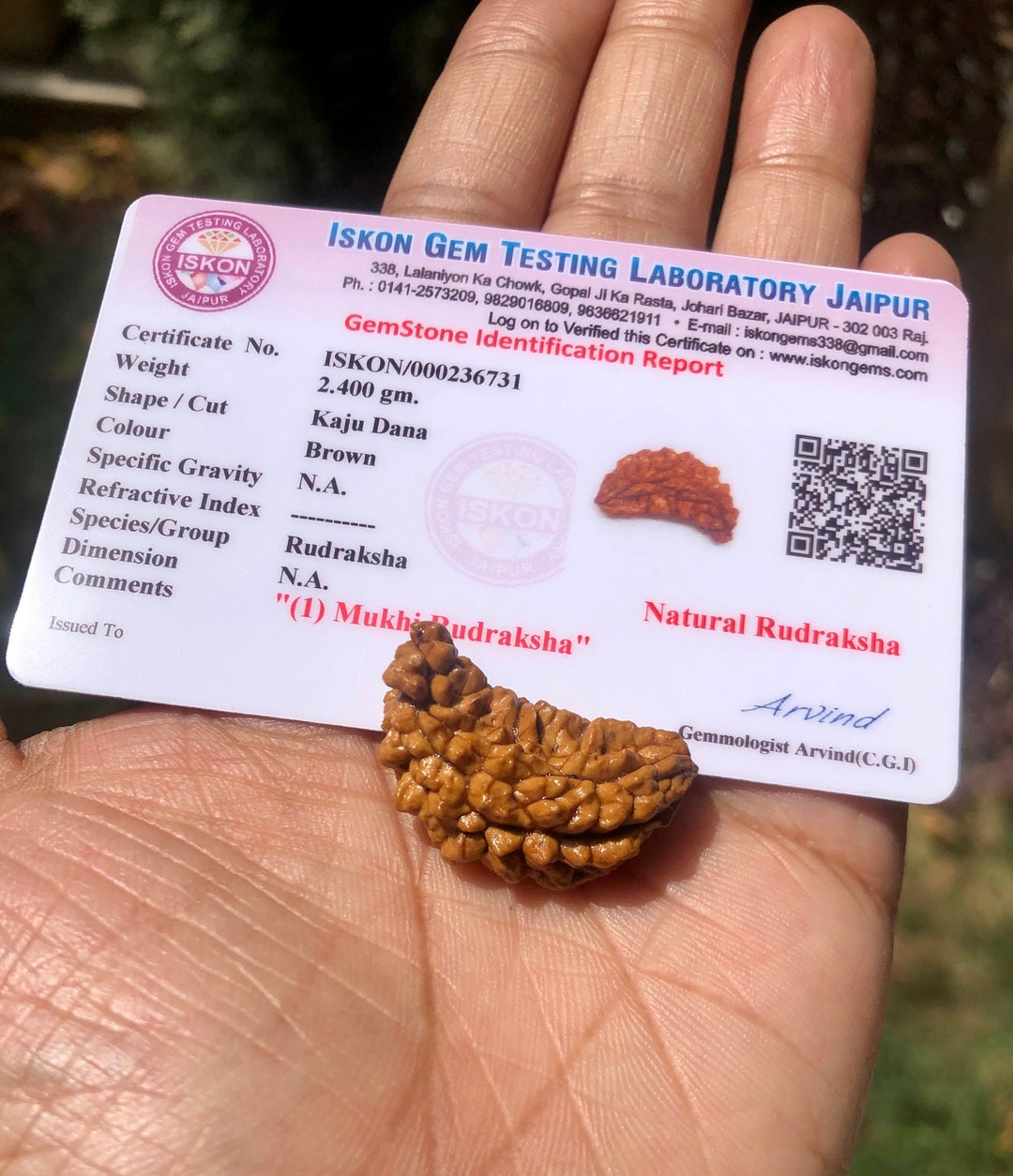 Iskon Gem Rudraksha Gems Testing Lab LAB CERTIFIED Mukhi RUDRAKSHA