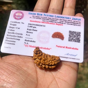 LAB CERTIFIED 1 Mukhi RUDRAKSHA Ekmukhi Rudraksh 1 Piece Iskon Gem Testing Laboratory, Yoga Prayer Healing Meditation Free Ship