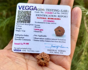 LABORATORIO CERTIFICADO 11 Mukhi RUDRAKSHA Rudraksh 11 Eleven Face Rudraksham 1 Pieza Yoga Oración Curación Meditación, Tamaño Pequeño Envío Gratis