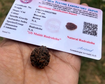 LAB CERTIFIERAD 3 Mukhi RUDRAKSHA Teenmukhi Rudraksh 3 Face Rudraksham 1 bit Yoga Bön Healing Meditation Gratis skepp