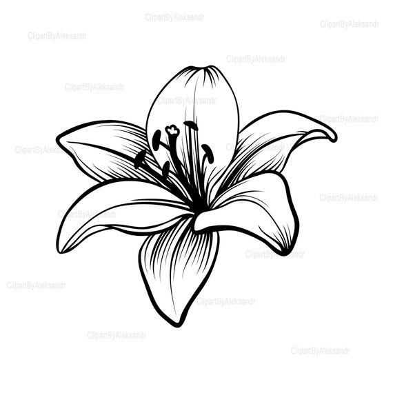 Svg Lily Svg Lilies Svg Calla Lily Svg Lily Pad Svg Tiger Etsy