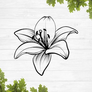 SVG, lírio svg, lírios svg, lírio de calla svg, lírio svg, lírio tigre svg, lírio stargazer svg, lírio de páscoa svg, design de sublimação, silhueta