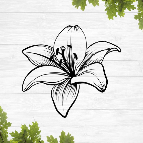 Stargazer Lily Line Drawings