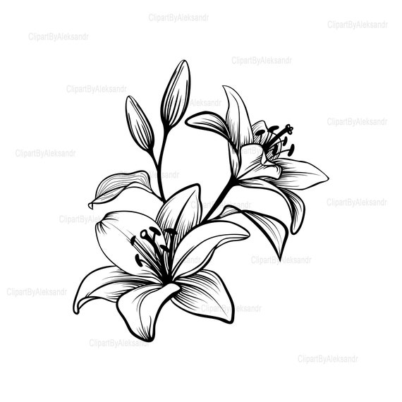 Stargazer Lily Line Drawings