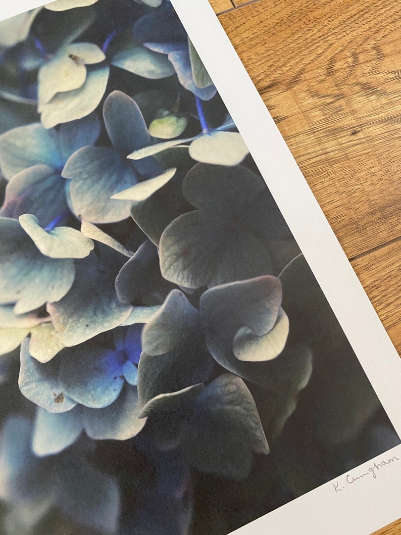 Blue Hydrangea A3 Gallery Wall Art Hydrangea Wall Art Light Etsy UK