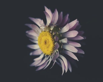 Everlasting flower dark photography Print, everlasting flower, paper flower print, a4, a3, a2
