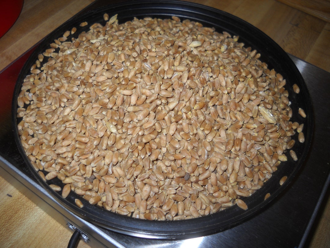 5 Pounds of Hard Red Winter Wheat Berries Locally Farmed Sprouts Wheat