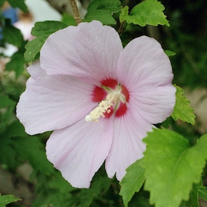 K&ouml;nnte beinhalten: Eine einzelne rosa Hibiskusbl&uuml;te mit roter Mitte und wei&szlig;en Staubf&auml;den. Die Bl&uuml;te ist in voller Bl&uuml;te und von gr&uuml;nen Bl&auml;ttern umgeben.