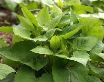semillas de Doellingeria scabra