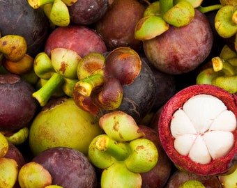 mangosteen seed/ Garcinia mangostana