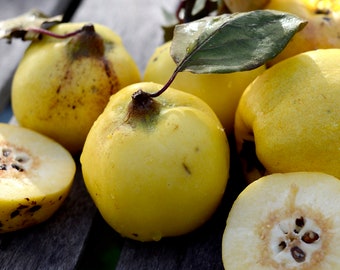 European Quince Seeds