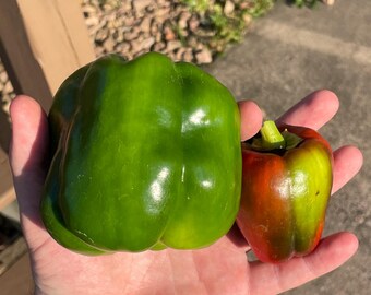 Red Knight Bell pepper seeds capsicum Annuum