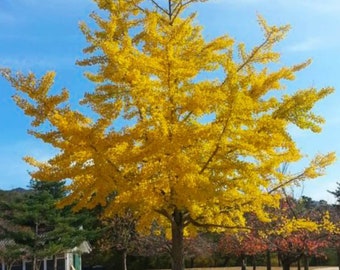 Gingko tree seeds