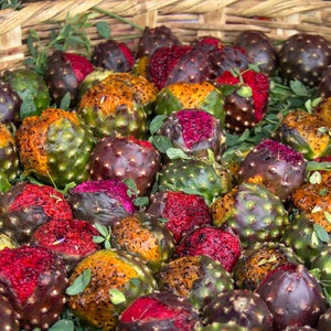 20 rare mexican pitaya/Stenocereus thurberi seeds