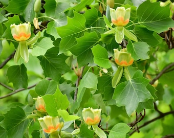 Hybrid Poplar Tree Fast Growing Shade Tree Aka Seedless Etsy
