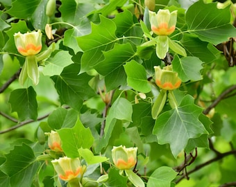 Tulip poplar tree seeds