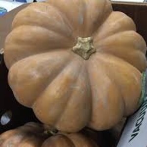 May include: A large, round, tan pumpkin with a slightly bumpy surface. The pumpkin has a star-shaped stem.