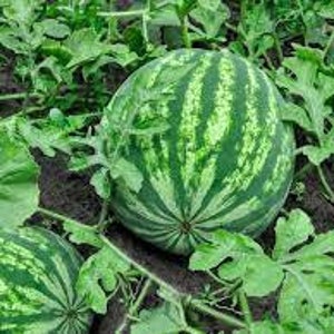 Sweet watermelon seeds/ Citrullus lanatus