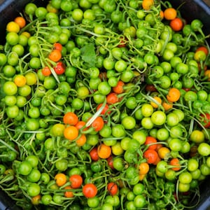May include: A close-up shot of a collection of small, round berries in varying shades of green, orange, and red. The berries are clustered together on thin, green stems, creating a vibrant and textured display. The image is a top-down view.