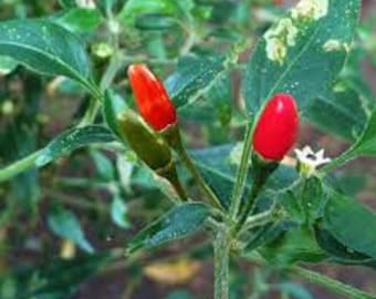 20 cobanero pepper seeds