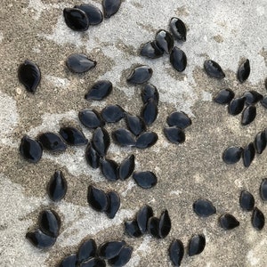 Puede incluir: Una imagen de primer plano de una gran cantidad de semillas negras de forma ovalada esparcidas sobre una superficie gris claro. Las semillas est&aacute;n dispuestas en un patr&oacute;n aleatorio, con algunas superpuestas.